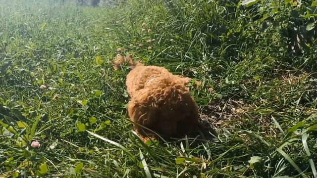 Пудель Барни 🐾 у меня в гостях смотреть онлайн