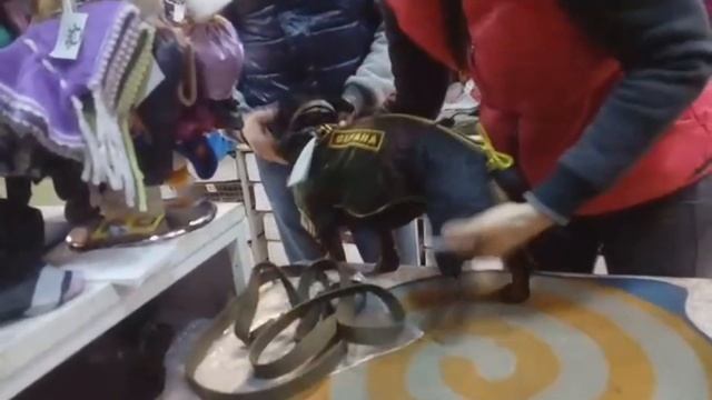 Выбор дождевика для таксы... смотреть онлайн