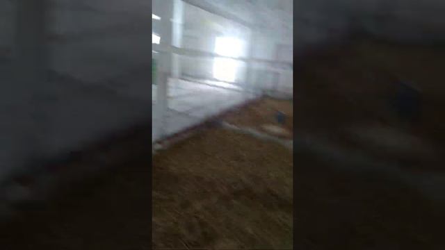 Адлер Серебристый-уже в хозяйстве! смотреть онлайн