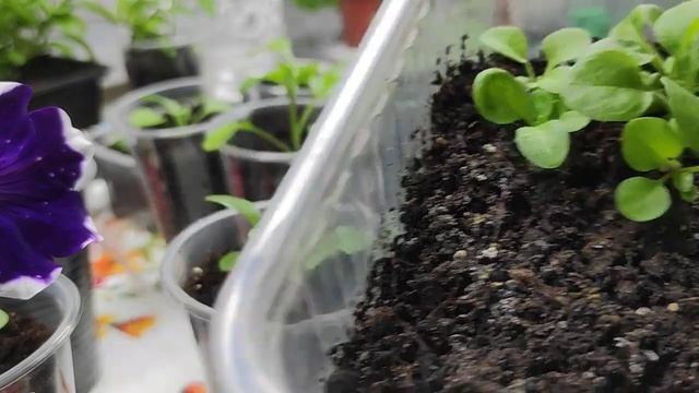 Пора пикировать петунию ??Подкормка петунии для развития корневой системы. смотреть онлайн