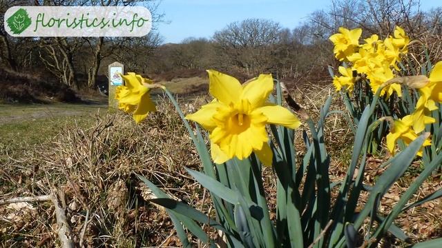 Цветок нарцисс – посадка и уход, выращивание нарцисса и уход после цветения смотреть онлайн