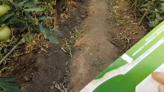 Как проверить влажность почвы. Поливать или нет. Прибор для измерения влажности почвы смотреть онлайн