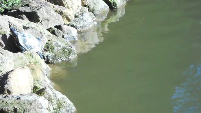 Черепаха пытается попасть на солнышко в парке Вилла Боргезе смотреть онлайн