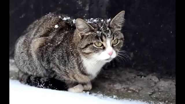 Песня о бездомном котёнке смотреть онлайн