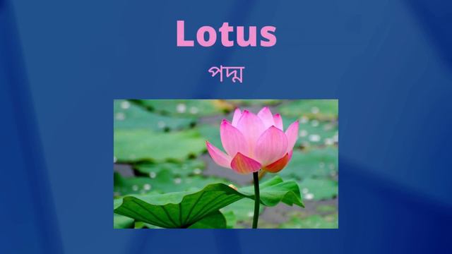 Learn Flowers name with "Little Master" Aaira || Flowers Name || ফুলের নাম смотреть онлайн