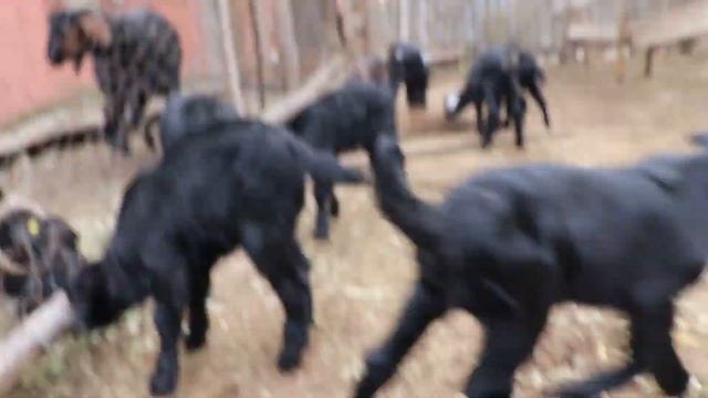 Suara Kambing , Domba Kecil , Hewan Ternak , Embek Embek Kambing Lucu