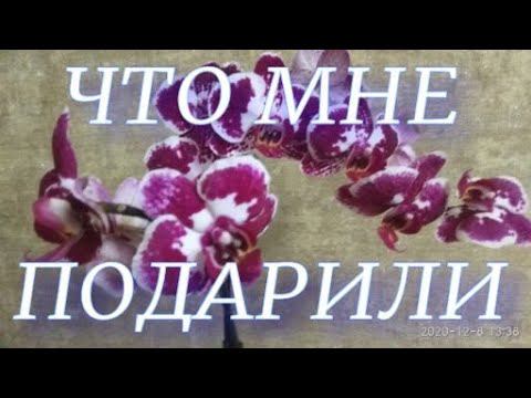 Мои орхидейные подарки!!!