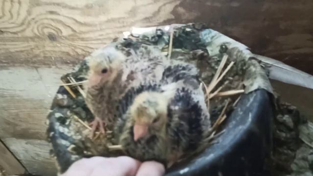 Курские Голуби Евгения Жаленкова г.Самара 89677267559 смотреть онлайн