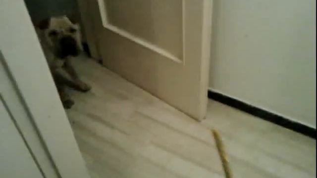 home entertainment sharpei смотреть онлайн