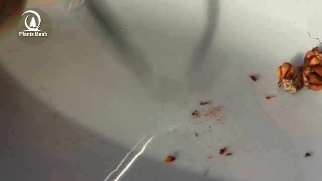 How to get Echeveria & Succulent Seeds via Pollinating flowers смотреть онлайн