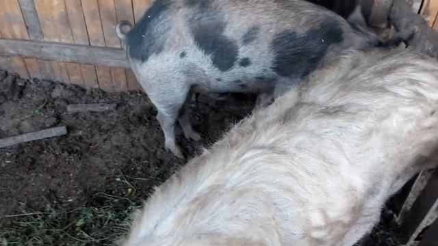 ?Мангалица это дикий кабан или зачем мне большие свиньи.???? смотреть онлайн