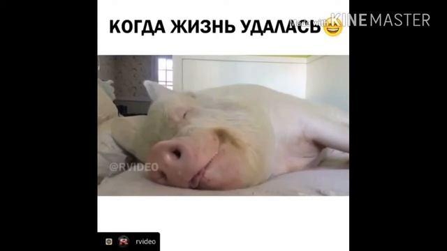 Жирная лошадь села на лошадь смотреть онлайн