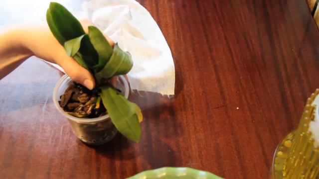 1. Реанимация " Сухарик" пересушенный фаленопсис мини. смотреть онлайн
