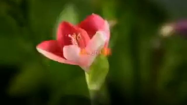 Свободная экономическая зона Корея PR Video.flv смотреть онлайн