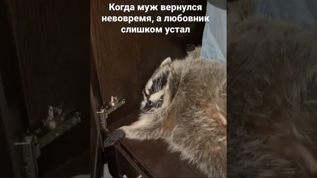 Спящий енот смотреть онлайн