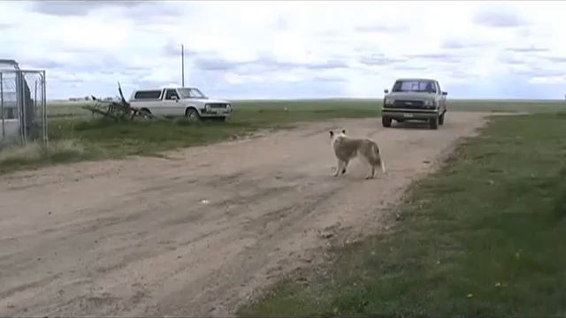 89 Ford F150 and the dogs смотреть онлайн
