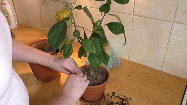 Citrus Aurantium “Canaliculata”