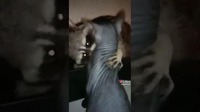 #Животные# Еноты смотреть онлайн