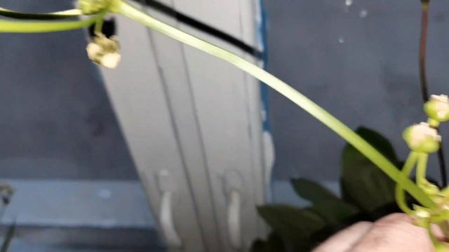 Эхинодорусы на подоконнике, опыление смотреть онлайн