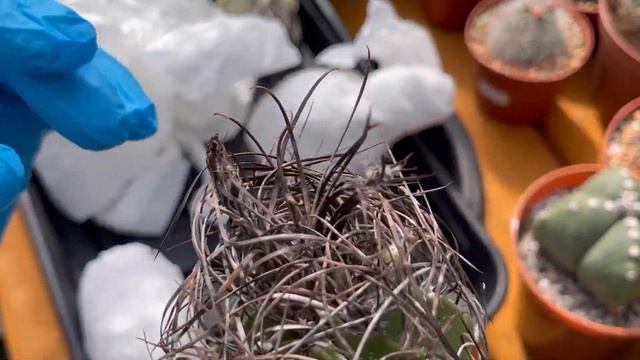 Unboxing Cactus Plants from Poland - Cactuslover | Astrophytum Myriostigma Tricostatum, Capricorne смотреть онлайн