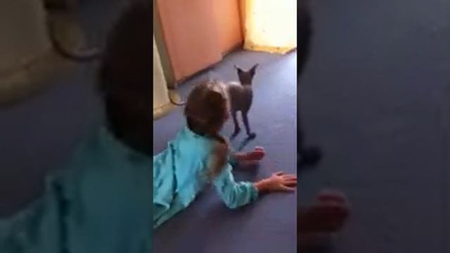 Кошка жалеет хозяйку смотреть онлайн
