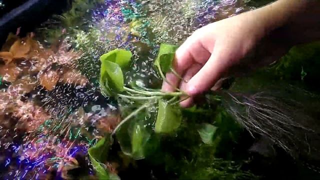 ЛОБЕЛИЯ ПУРПУРНАЯ (Lobelia cardinalis) АКВАРИУМНОЕ РАСТЕНИЕ. смотреть онлайн
