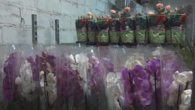 Государственный карантинный фитосанитарный контроль смотреть онлайн