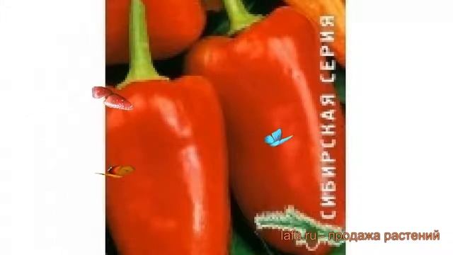 Перец сладкий Морозко (morozko morozko) ? перец Морозко обзор: как сажать семена перца Морозко смотреть онлайн