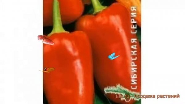Перец сладкий Морозко (morozko morozko) ? перец Морозко обзор: как сажать семена перца Морозко