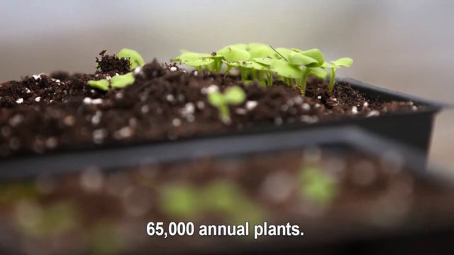 The Planification Of The Reception Garden At The Jardin Botanique