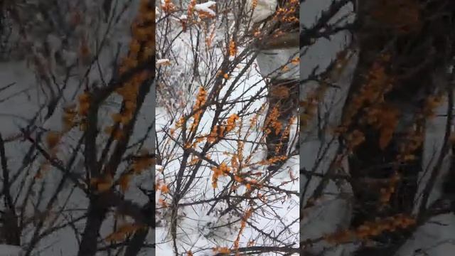 Сбор облепихи в зимние время смотреть онлайн