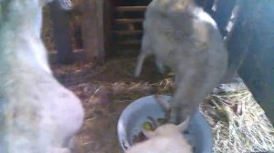 Скоро окот у коз? Как узнать когда??