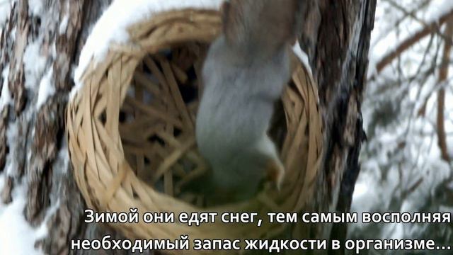 Почему белки едят снег?\Why do squirrels eat snow? смотреть онлайн