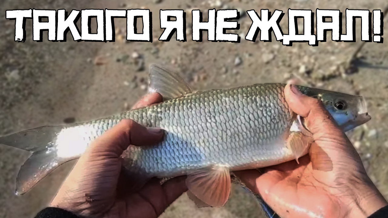 Расставил ДОНКИ на реке! Кто клюнет? Это язь? Рыбалка 2022 смотреть онлайн