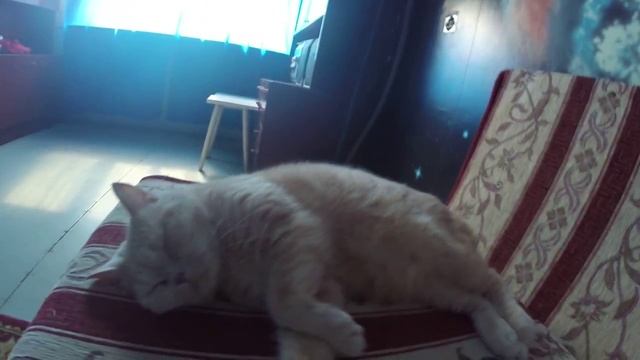 Будим спящего кота. We awake the sleeping cat смотреть онлайн