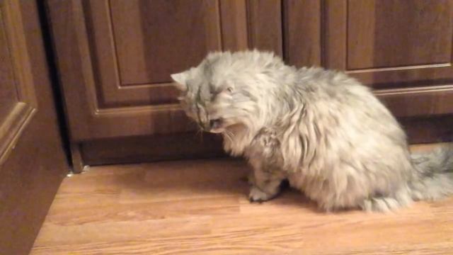 Как моя кошка открывает двери... смотреть онлайн