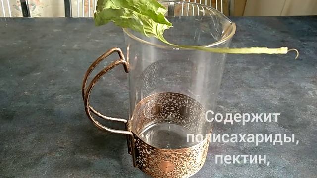 ПОДОРОЖНИК БОЛЬШОЙ.Plantago Major.Лечебные свойства.