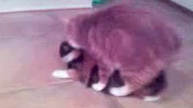 playcat смотреть онлайн