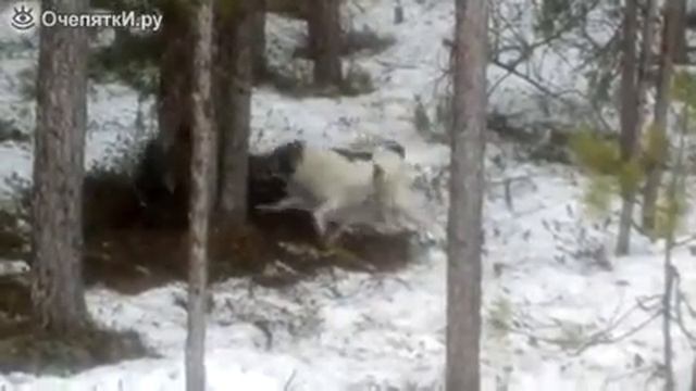 → Животные Собака против медвежонка смотреть онлайн