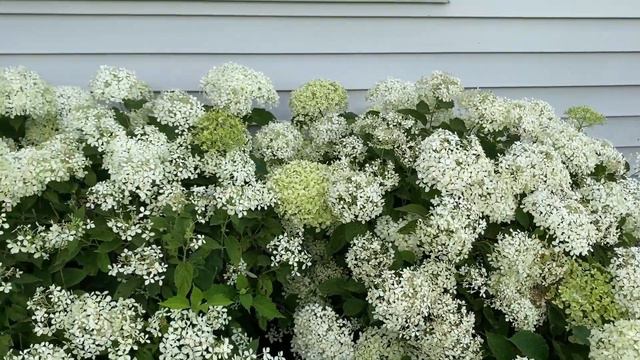 Invincibelle Limetta Hydrangea смотреть онлайн