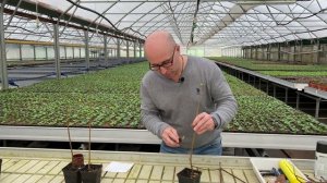 Как привить клен?