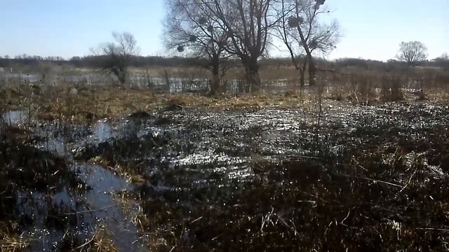 С чего пчёлы берут пыльцу ранней весной? смотреть онлайн