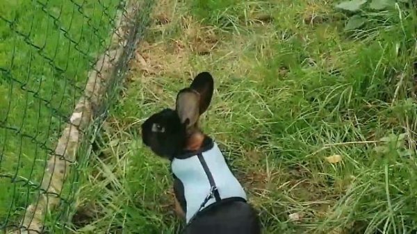 Как выгуливать кролика?