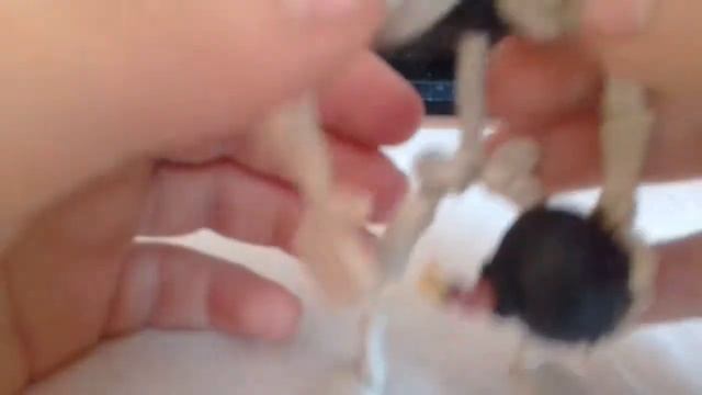 Гигантский скелет из пластилина смотреть онлайн