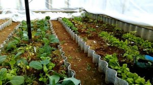 Отопление теплицы инфракрасными обогревателями 1 месяц спустя