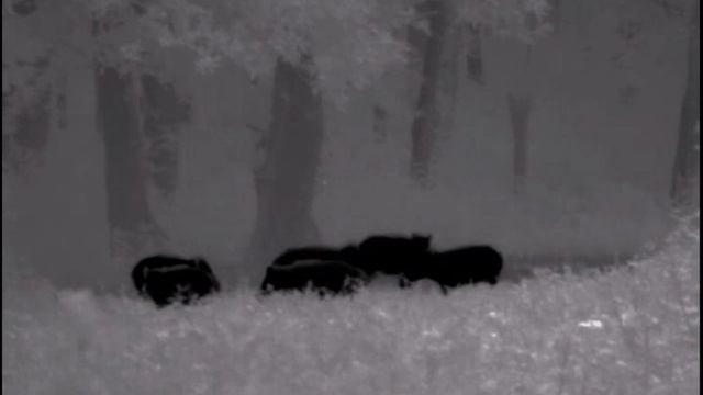 Part 27. Wild boar hunting, pulsar Helion xq38f смотреть онлайн