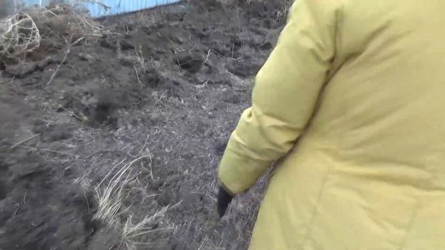 Посадили малину 54 куста, смотреть онлайн