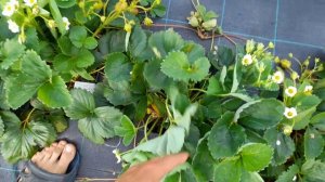 Ремонтантная клубника лучшие сорта, для средней полосы!