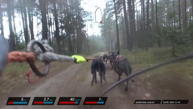 Dryland Speed Training For Sleddogs