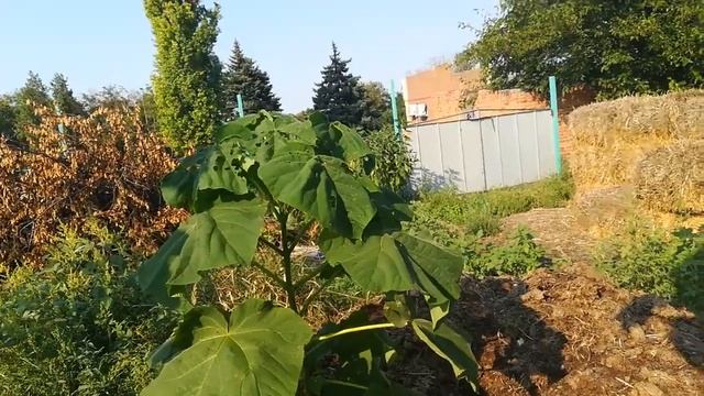 Для чего я хочу срезать павловнии, которые выросли меньше 3х метров?! смотреть онлайн